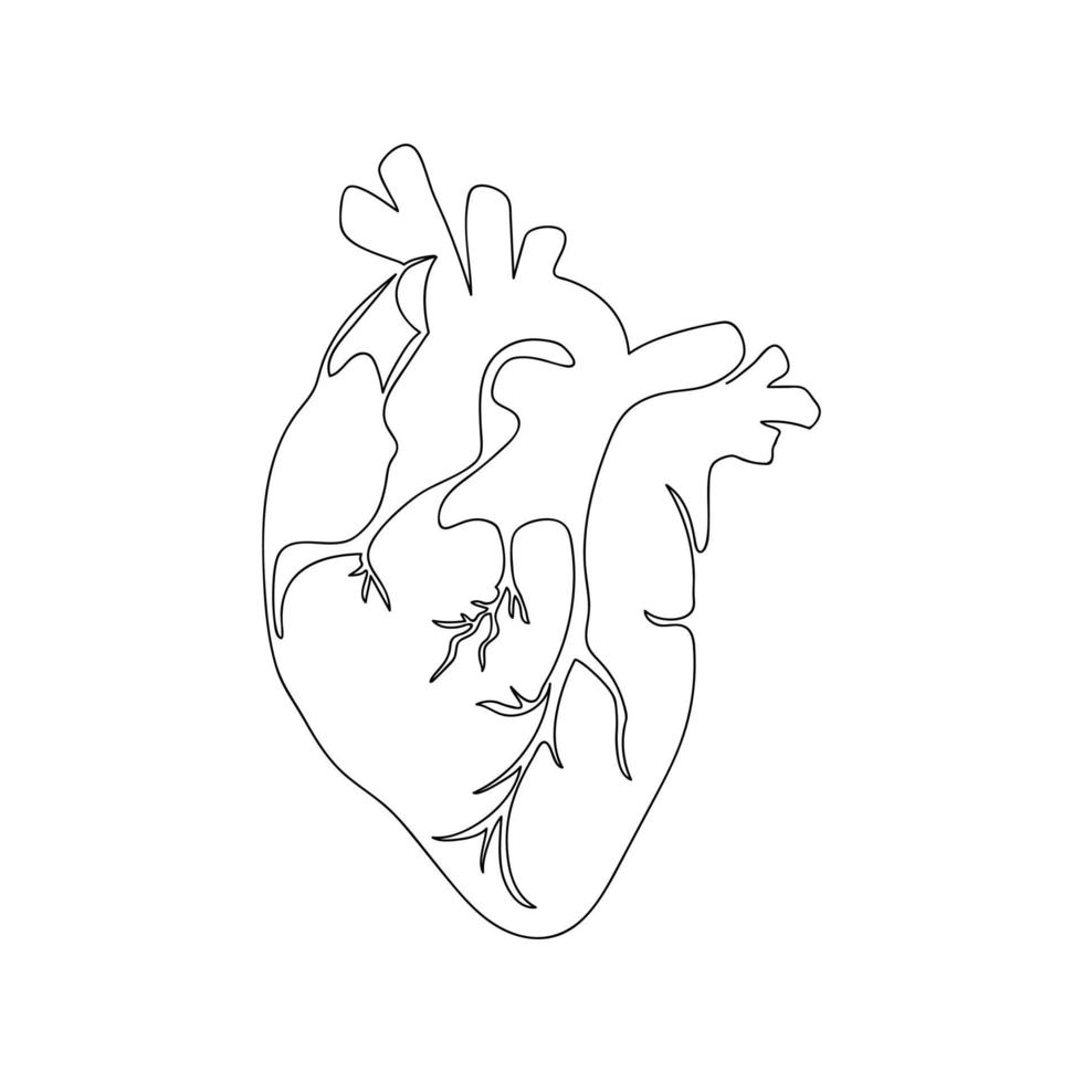 organe humain cardiaque dessiné par une ligne. croquis anatomique. art de dessin au trait continu. illustration vectorielle simple dans un style minimal. vecteur