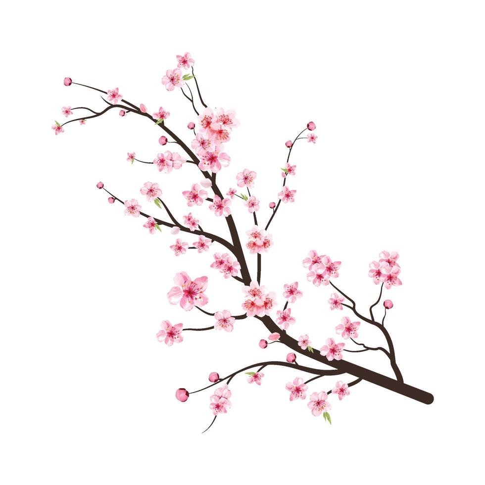 branche de fleur de cerisier avec fleur de sakura. vecteur de fleur de cerisier aquarelle. vecteur de floraison de fleur de cerisier. sakura sur fond blanc. bourgeon de cerisier aquarelle. fond de fleur de sakura rose.