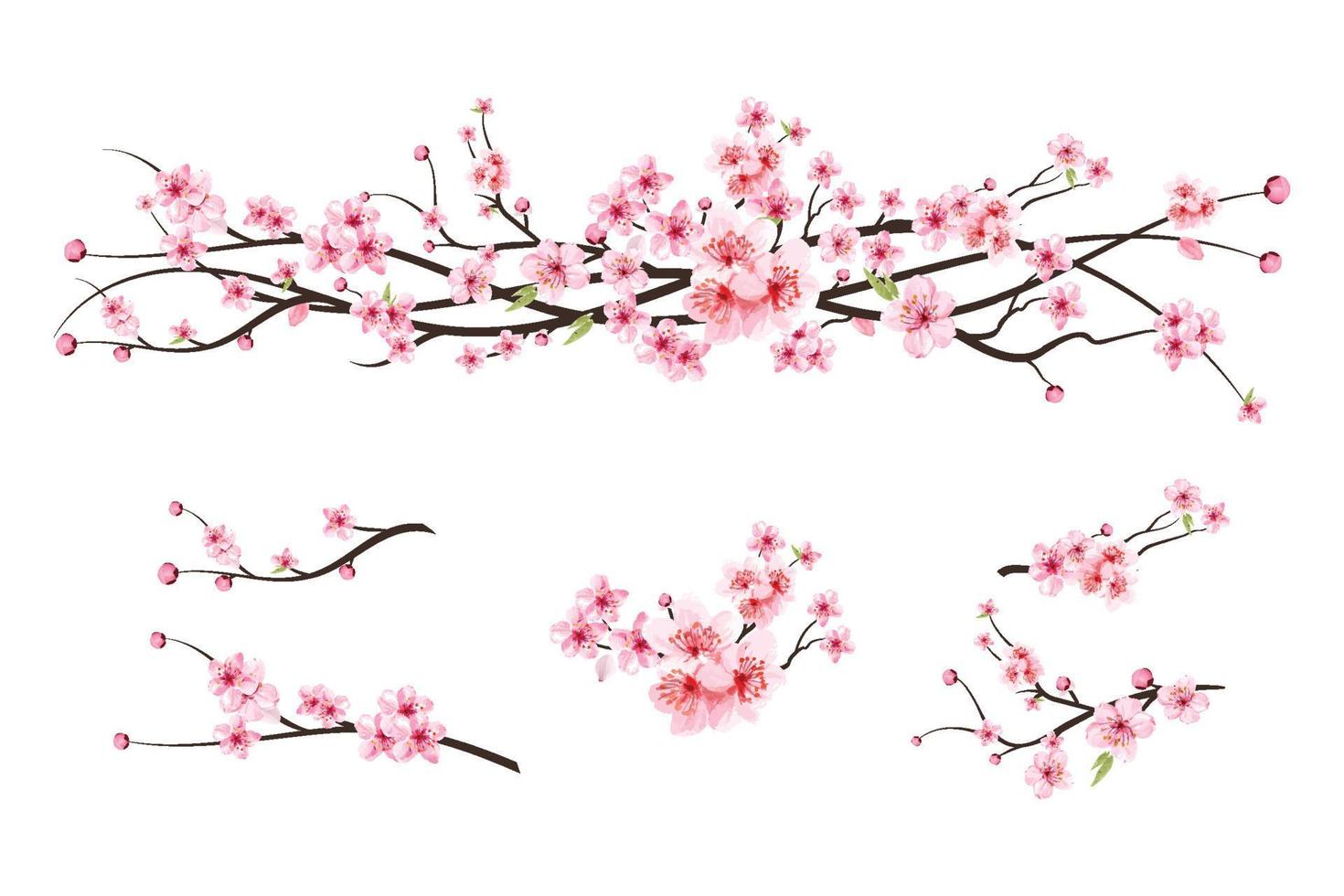 branche de fleur de cerisier avec fleur de sakura. vecteur de fleur de cerisier aquarelle. bourgeon de cerisier aquarelle. fond de fleur de sakura rose. sakura sur fond blanc. vecteur de floraison de fleur de cerisier.