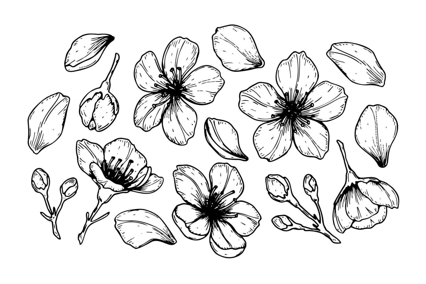 ensemble de fleurs de cerisier de printemps, de pétales et de bourgeons. illustration vectorielle dans le style de croquis isolé sur blanc vecteur