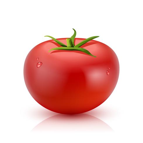 Tomate réaliste isolé vecteur