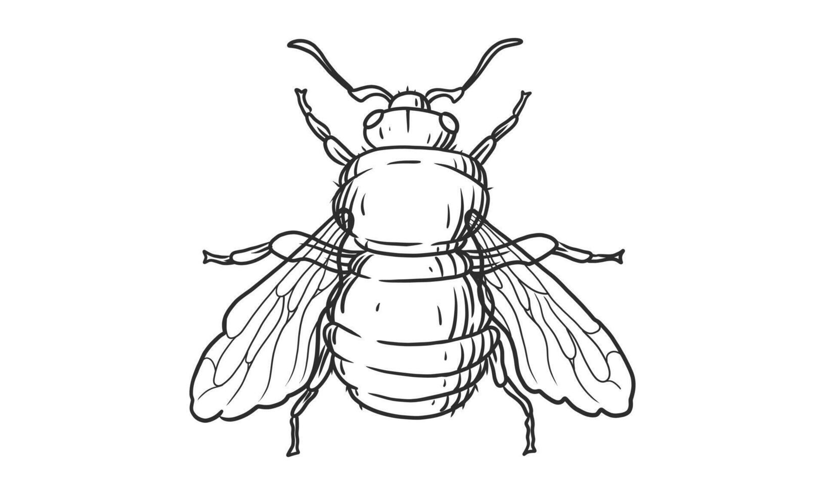 Vector lineart illustration d'abeille sur fond blanc, croquis d'insectes abeille dessinés à la main