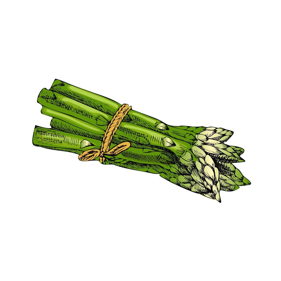 illustration vectorielle de légumes dessinés à la main. croquis détaillé d'asperges de style rétro. élément de croquis vintage pour la conception d'étiquettes, d'emballages et de cartes. vecteur