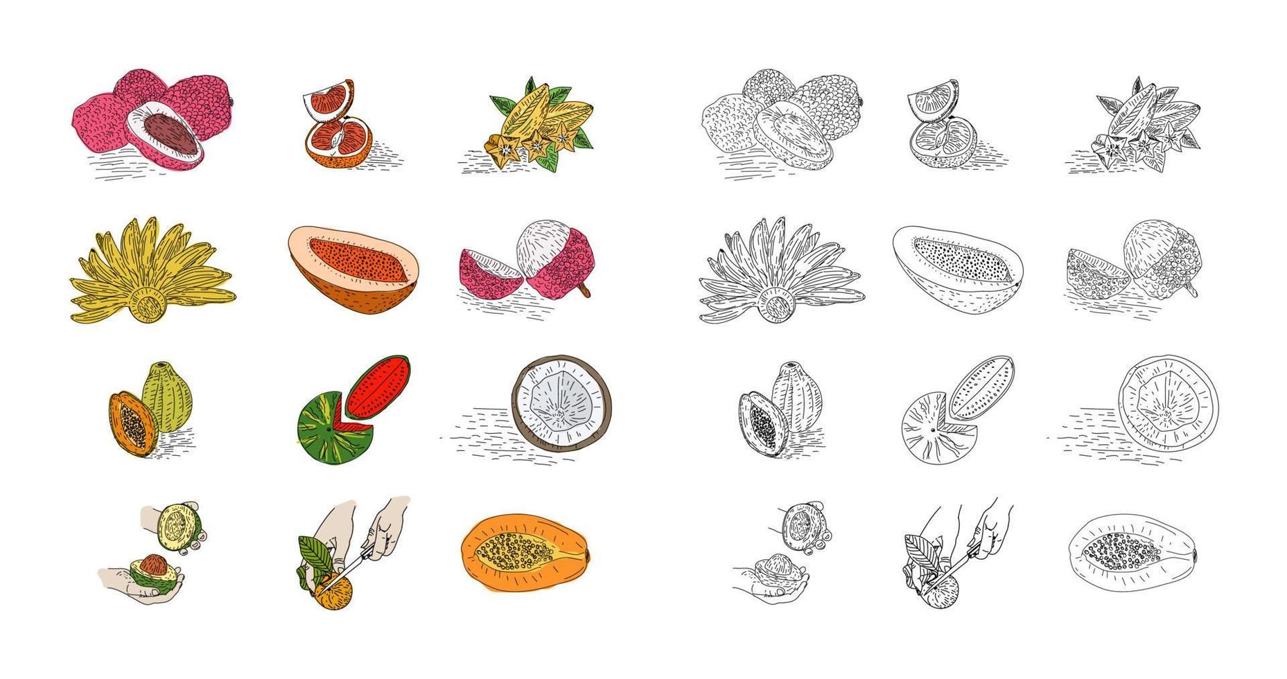 ensemble de vecteurs de style dessinés à la main de fruits. vecteur