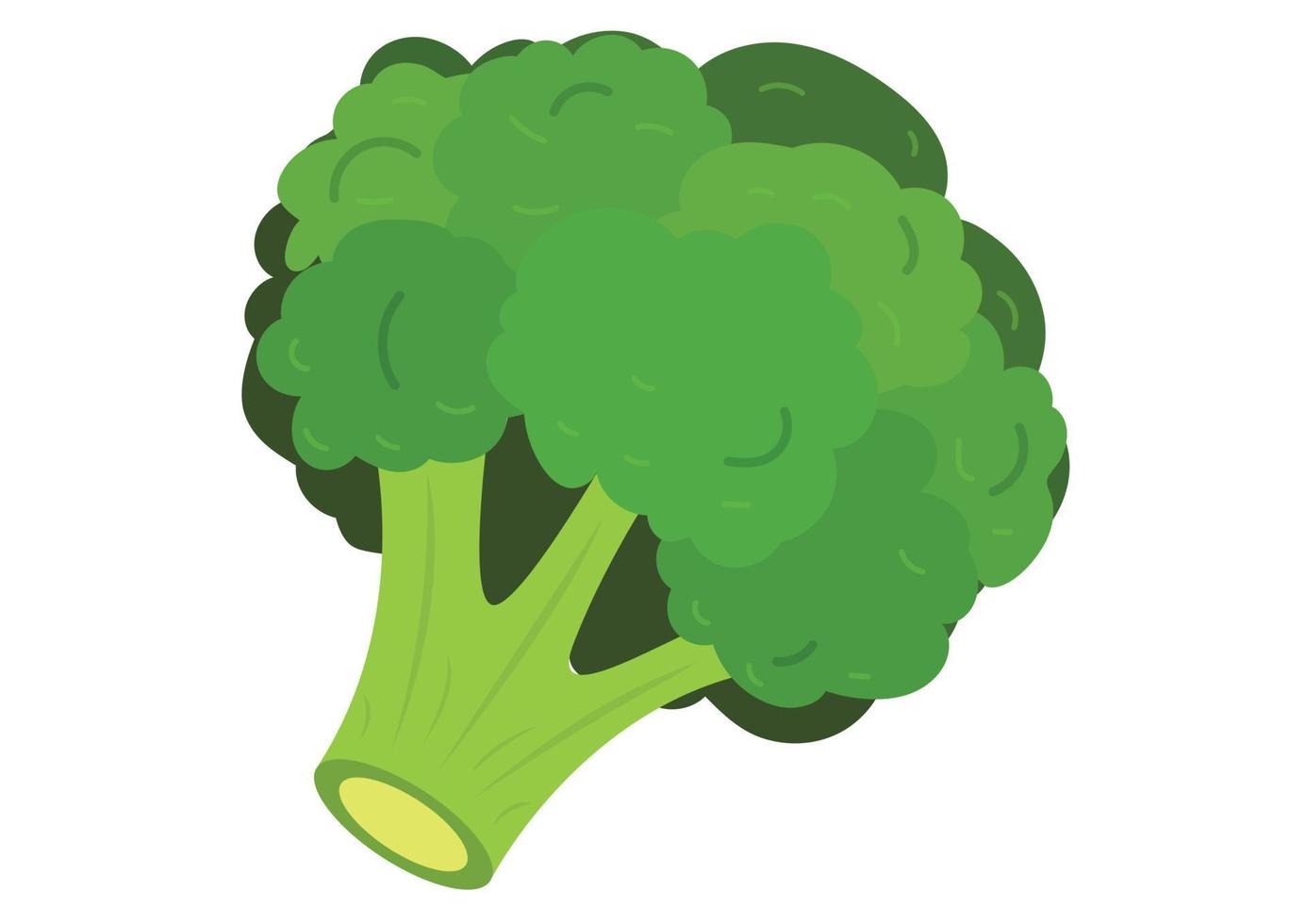 Vector illustration de brocoli isolé sur fond blanc