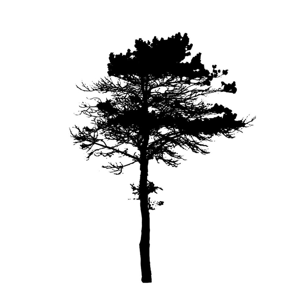 silhouette d'arbre isolé sur fond blanc. illustration vectorielle vecteur