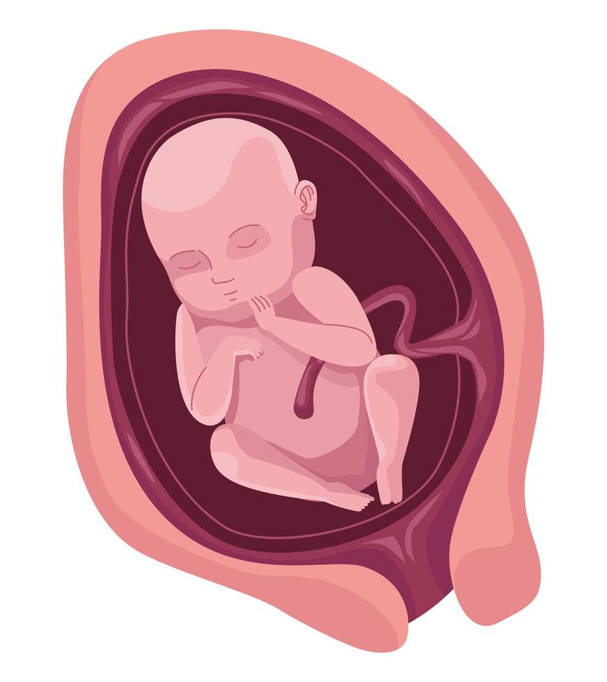foetus avec huit mois vecteur
