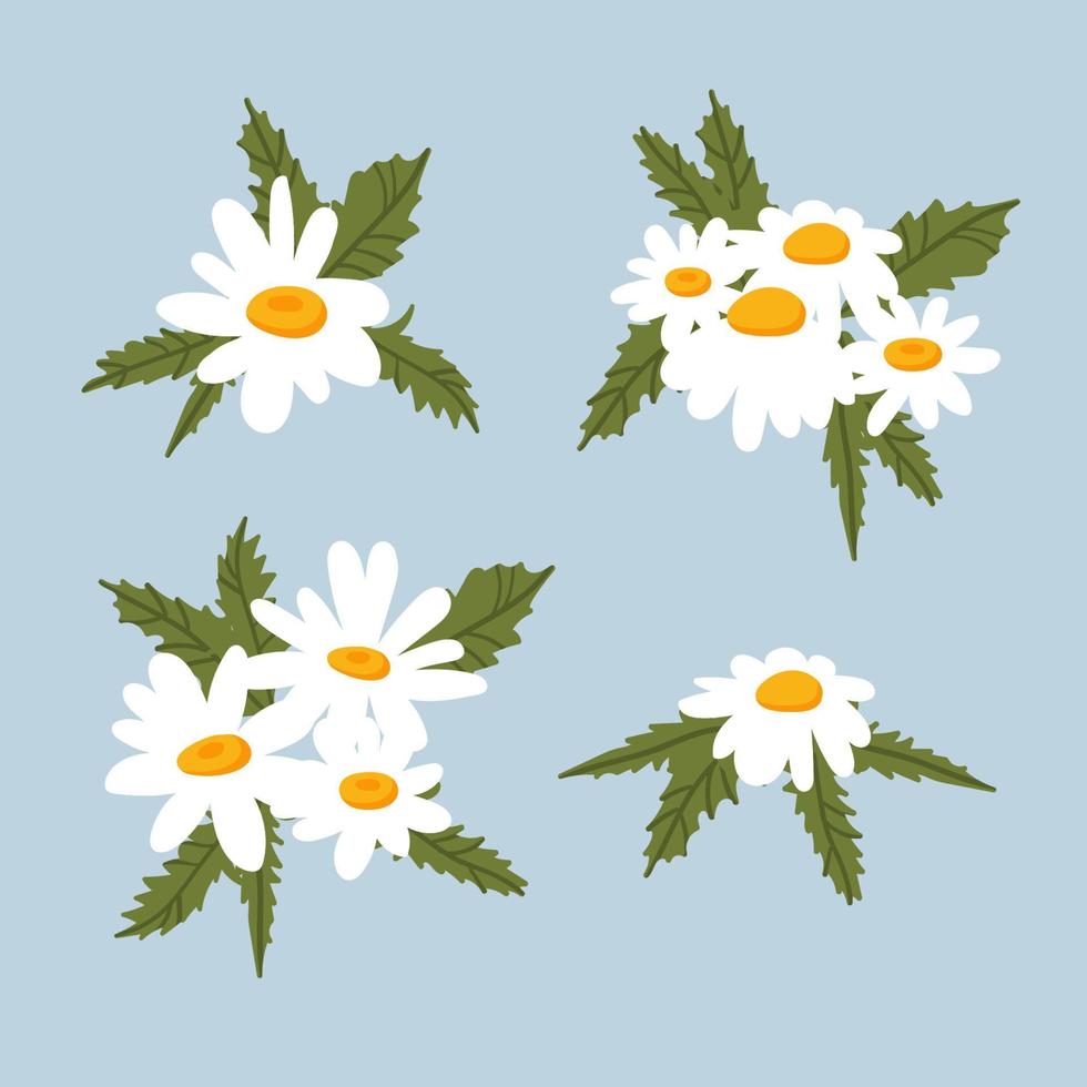 ensemble de bouquets de marguerites à la camomille, fleurs blanches,  bourgeons, feuilles vertes. plante médicinale de