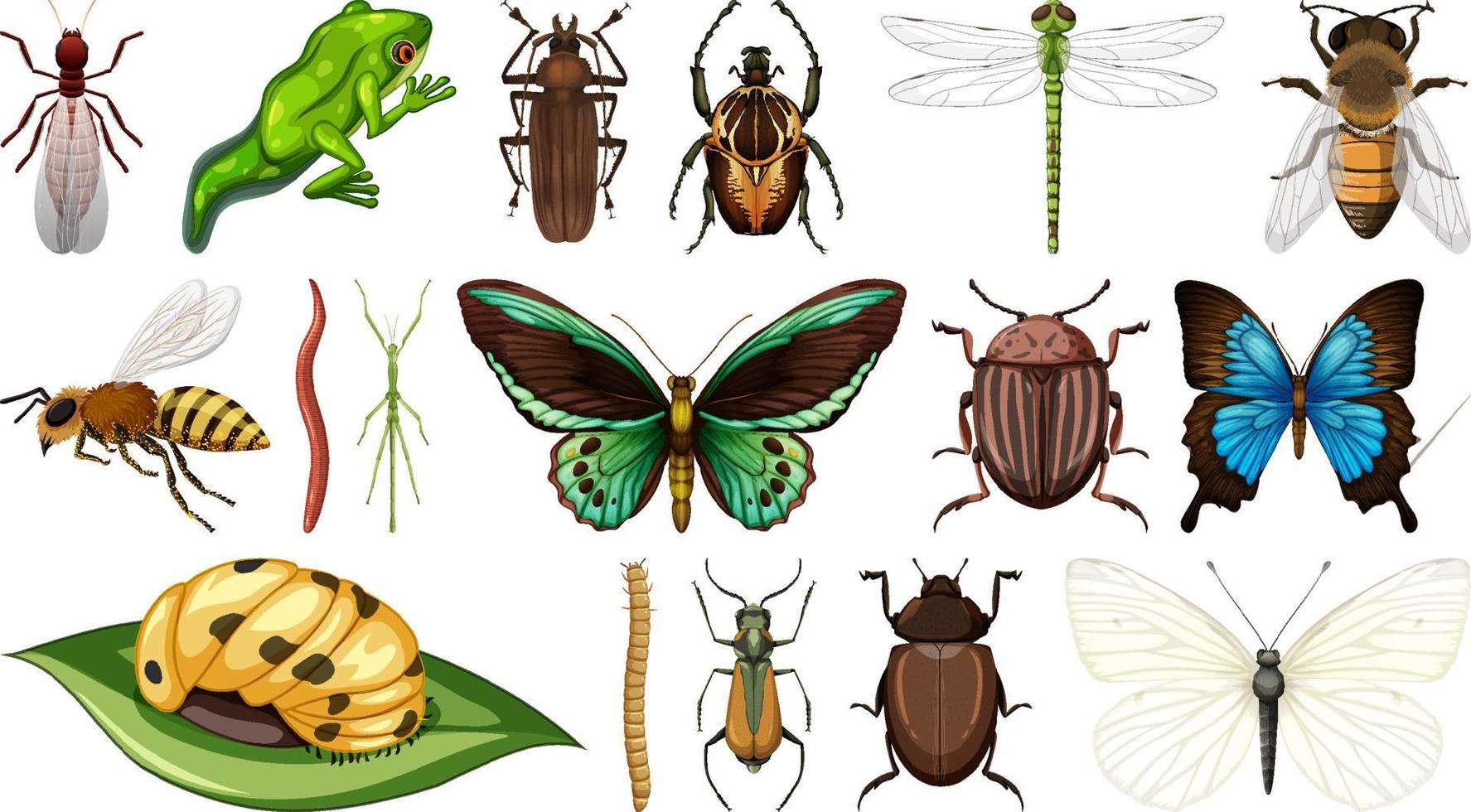 collection d & # 39; insectes différents isolé sur fond blanc vecteur