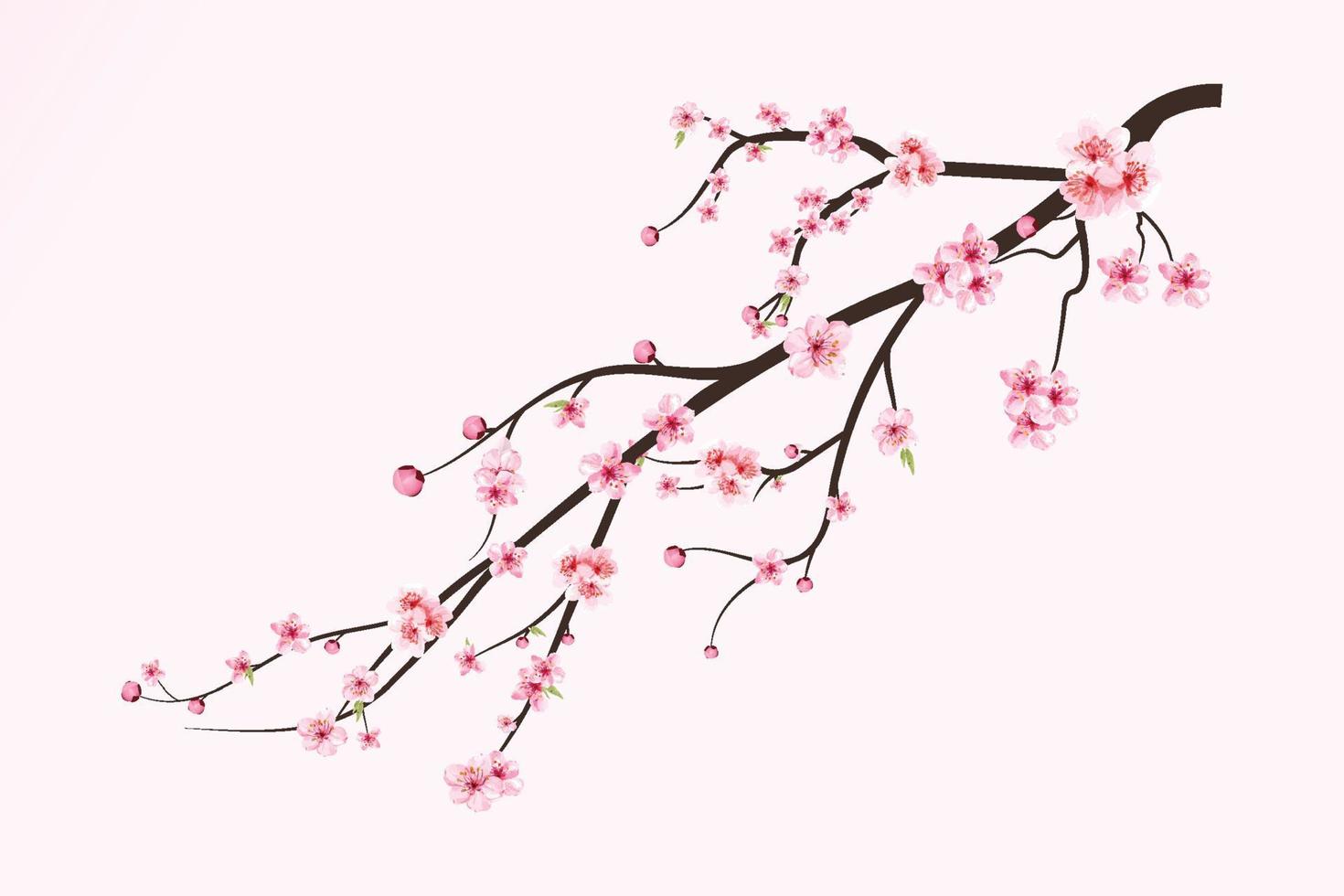 branche de fleur de cerisier réaliste. branche de sakura avec fleur aquarelle en fleurs. vecteur de fleur de cerisier rose aquarelle. vecteur de fleur de cerisier japonais. fleur de cerisier avec vecteur de fleur de sakura.