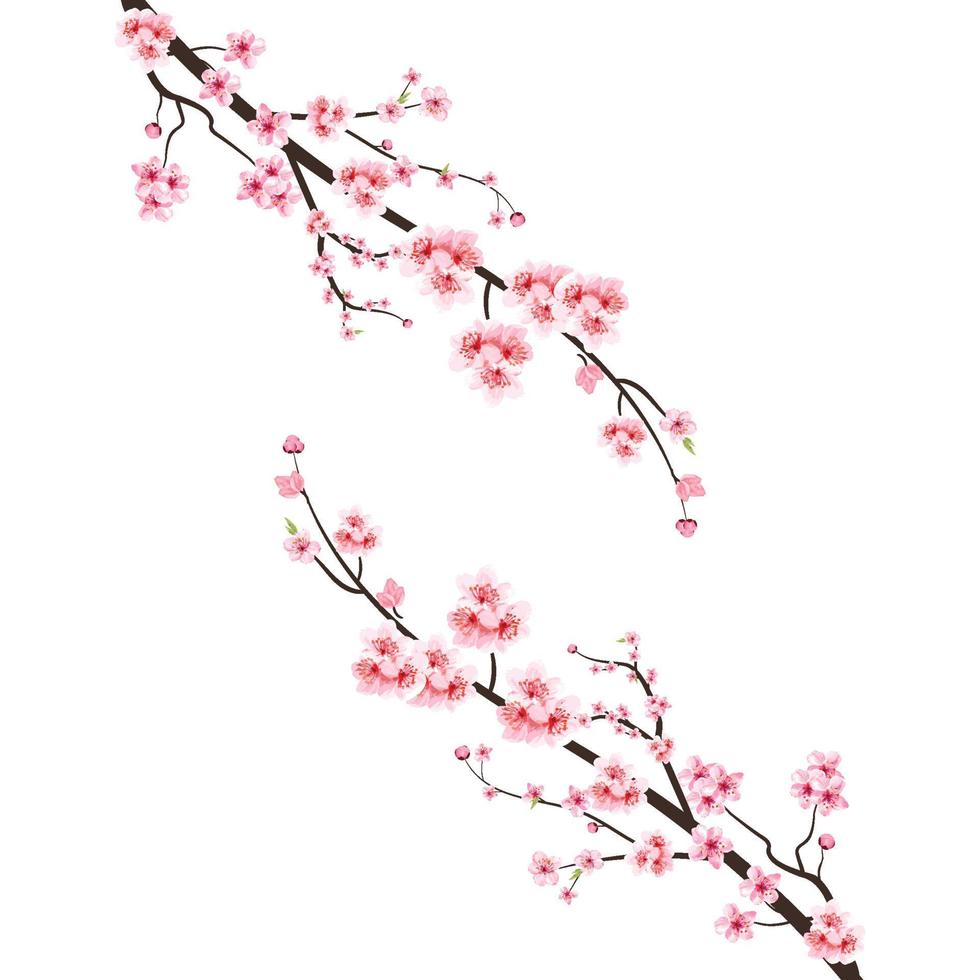 fleur de cerisier avec fleur de sakura aquarelle. vecteur de fleur de cerisier japonais. branche de fleur de cerisier avec sakura rose. illustration de fleur de cerisier aquarelle. vecteur de branche de fleur de sakura.
