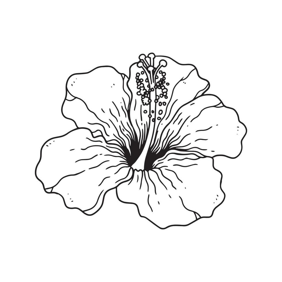 hibiscus illustré dans le style de contour. collection d'illustrations dessinées à la main de fleurs pour le design floral. un élément de décoration pour faire-part de mariage, carte de voeux, tatouage, etc. vecteur