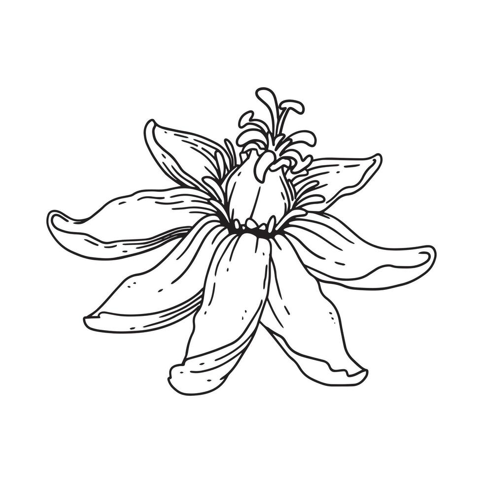 une belle illustration de contour une fleur. collection d'illustrations dessinées à la main de fleurs pour le design floral. un élément de décoration pour faire-part de mariage, carte de voeux, tatouage, etc. vecteur