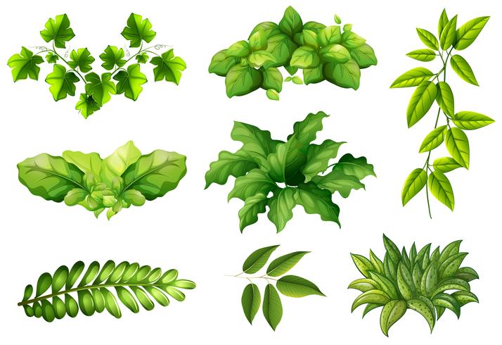 Ensemble de plantes de la nature vecteur