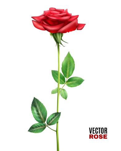 Illustration de fleur rose vecteur