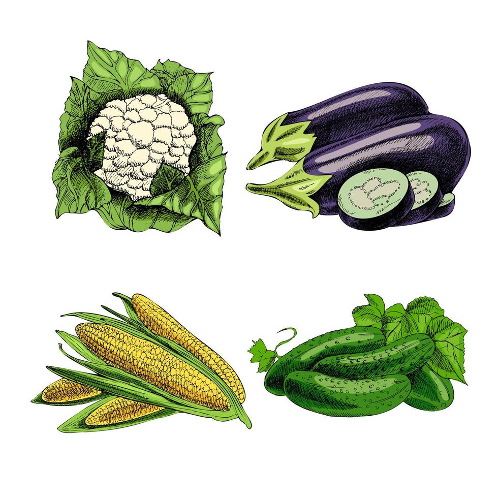 illustration vectorielle de légumes dessinés à la main. style vintage. menu de nourriture rétro. croquis vintage. chou-fleur, aubergines, concombres, maïs. vecteur