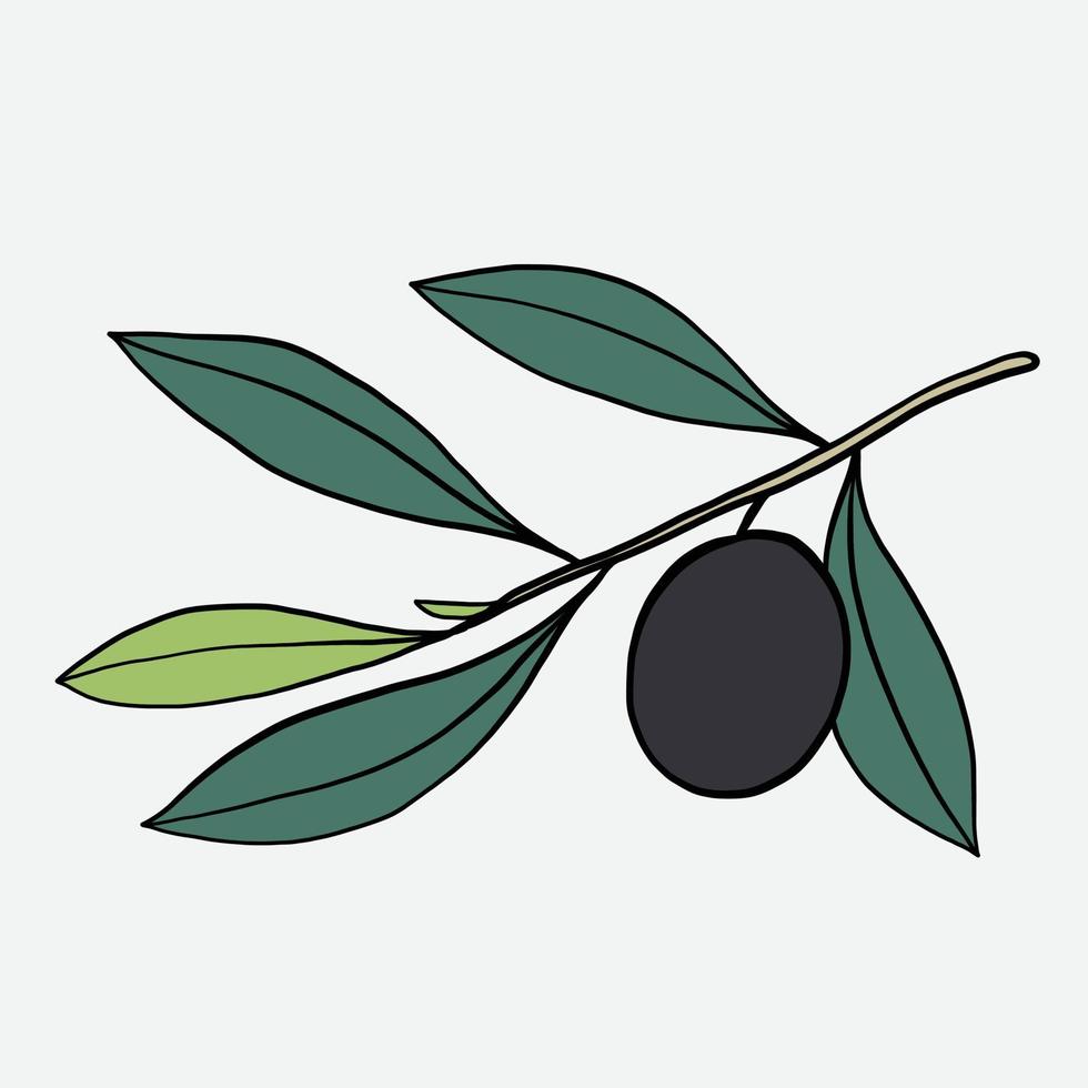 doodle croquis à main levée dessin de fruits d'olive. vecteur