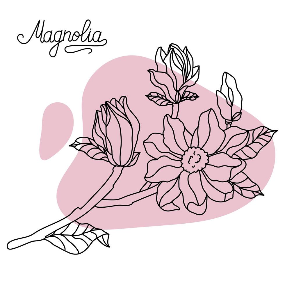 vecteur. croquis de collection de botanique florale. dessins de fleurs de magnolia. illustrations botaniques dessinées à la main. vecteur. vecteur