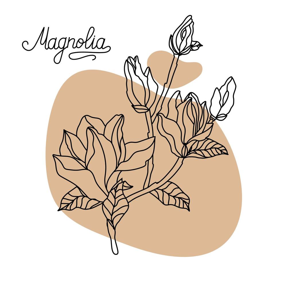 fleur de magnolia, vue de dessus. fleurs de magnolia dessinées à la main graphiques. dessin de fleur de magnolia et dessin au trait de croquis. vecteur