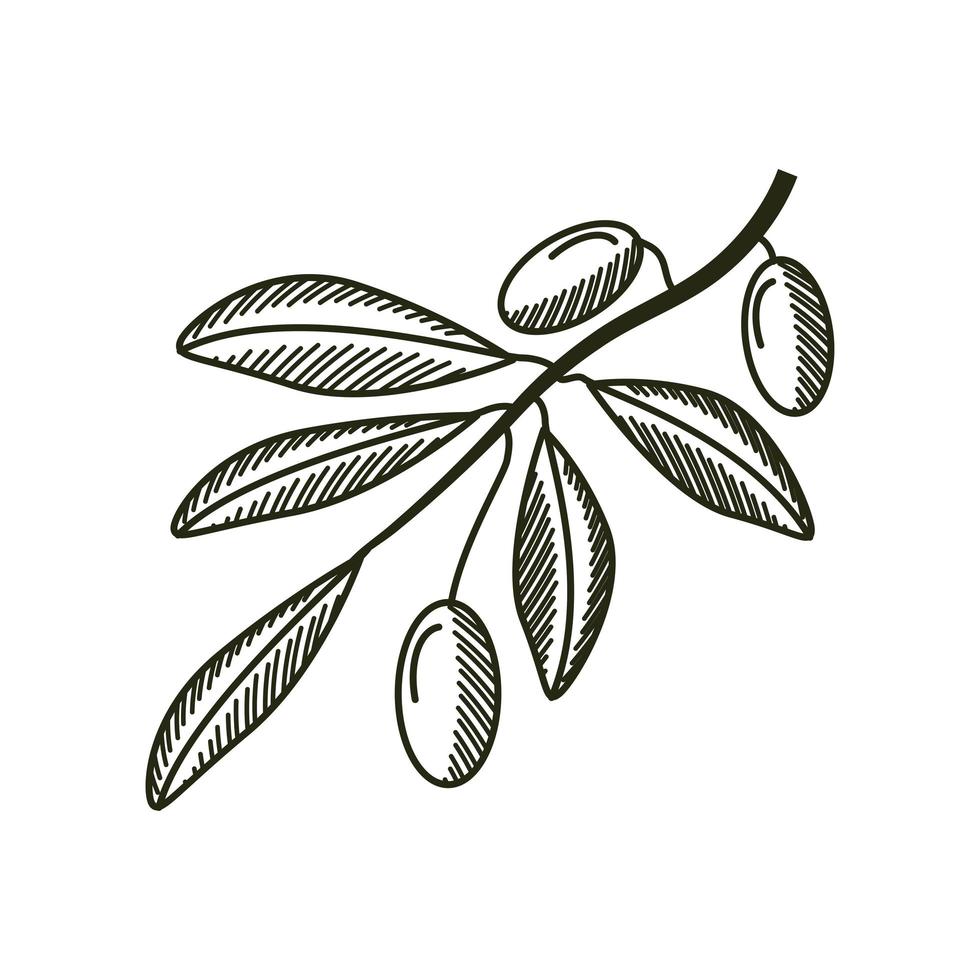 branche d'olivier dans le style de croquis vecteur