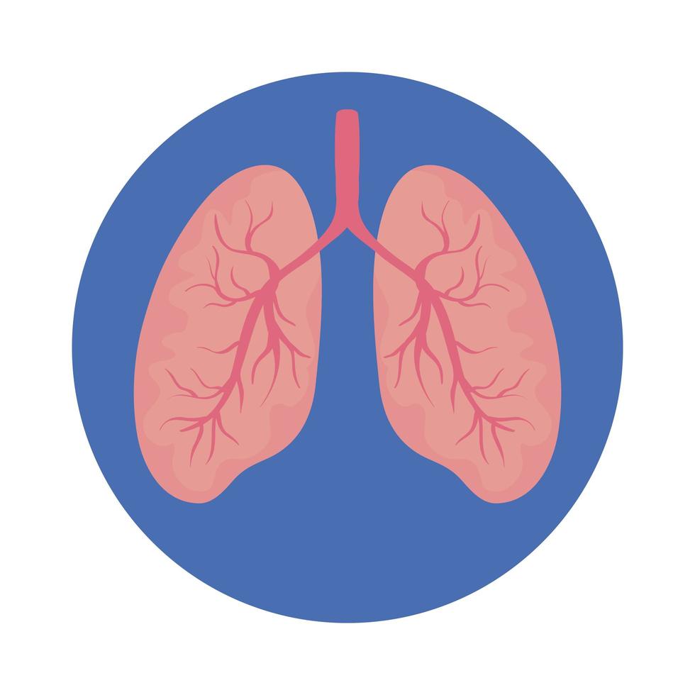 poumons, organe humain, isolé, icône vecteur
