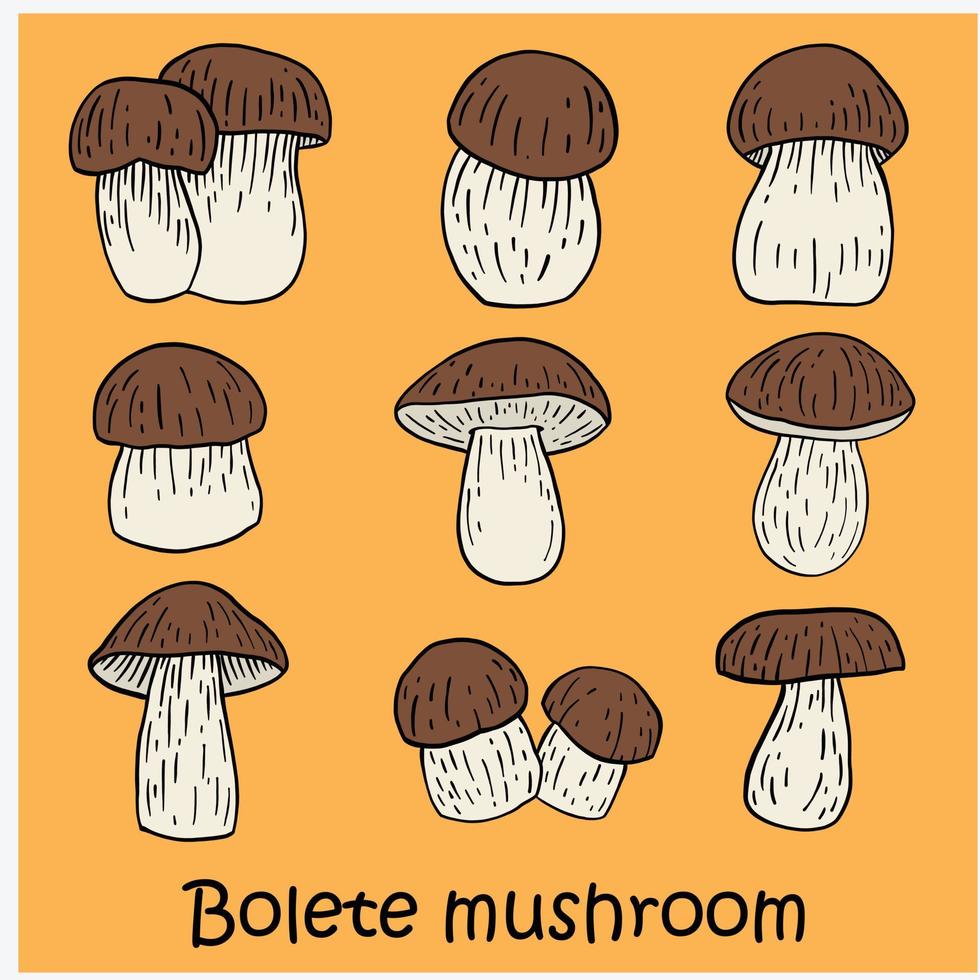 doodle dessin à main levée de la collection de champignons bolet. vecteur