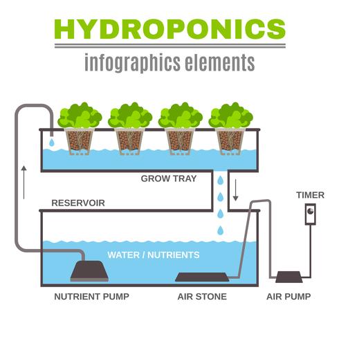 Illustration hydroponique infographique vecteur