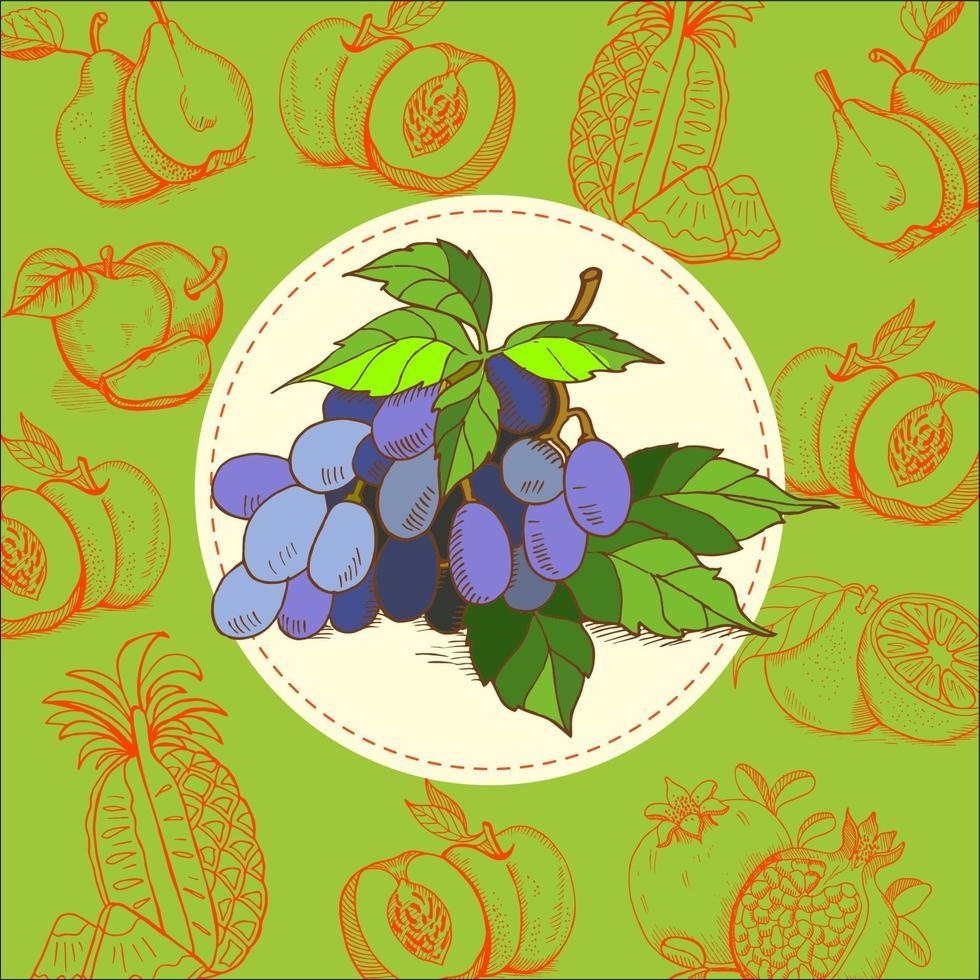 raisins, raisins bleus. le jus de raisin. fruit. illustration vectorielle. le fruit est dessiné à la main. illustration vectorielle dessinés à la main. vecteur