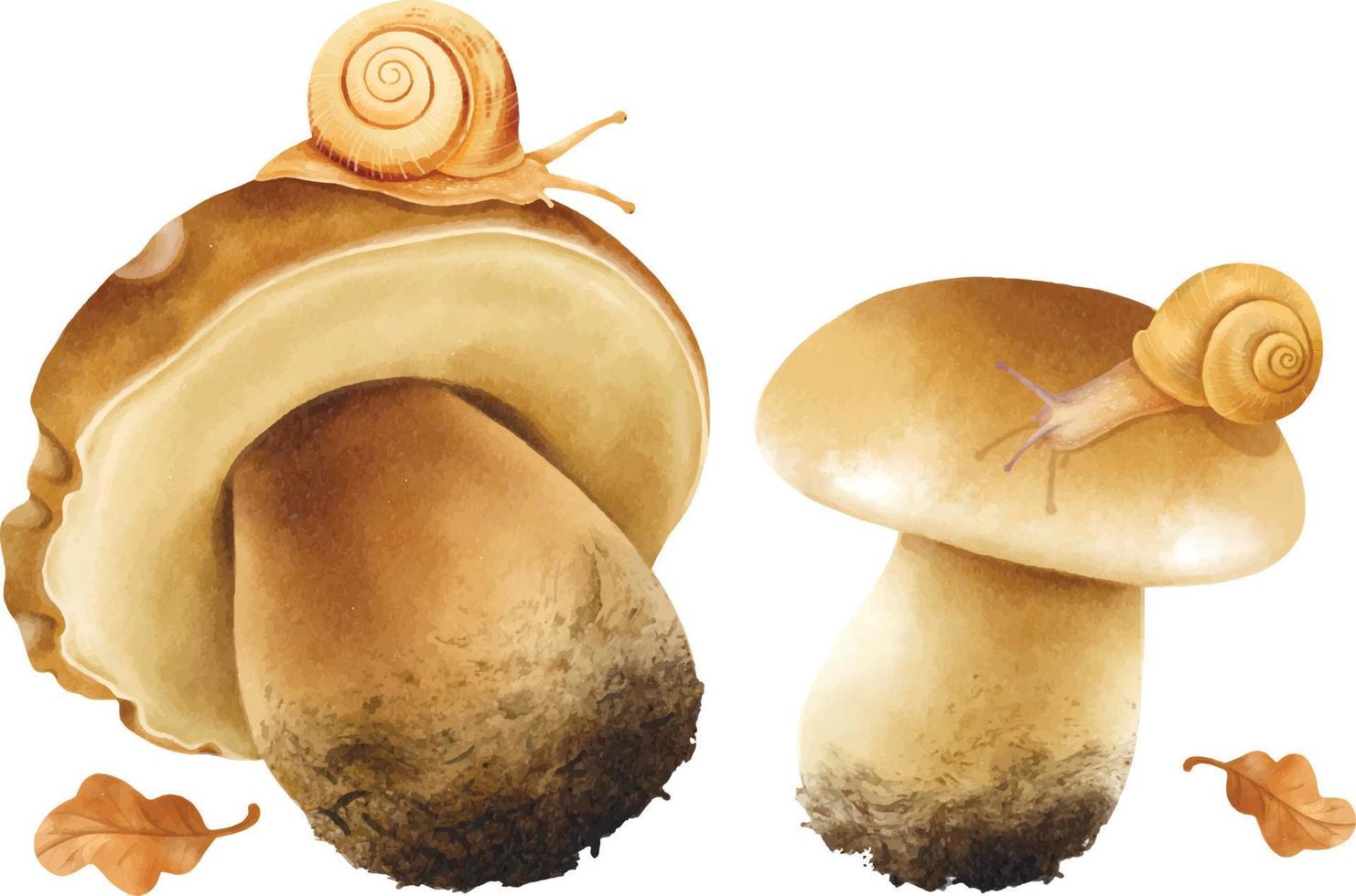 collection de style aquarelle illustration champignon vecteur