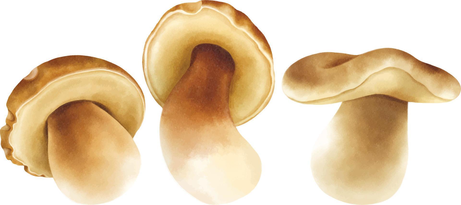 collection de style aquarelle illustration champignon vecteur