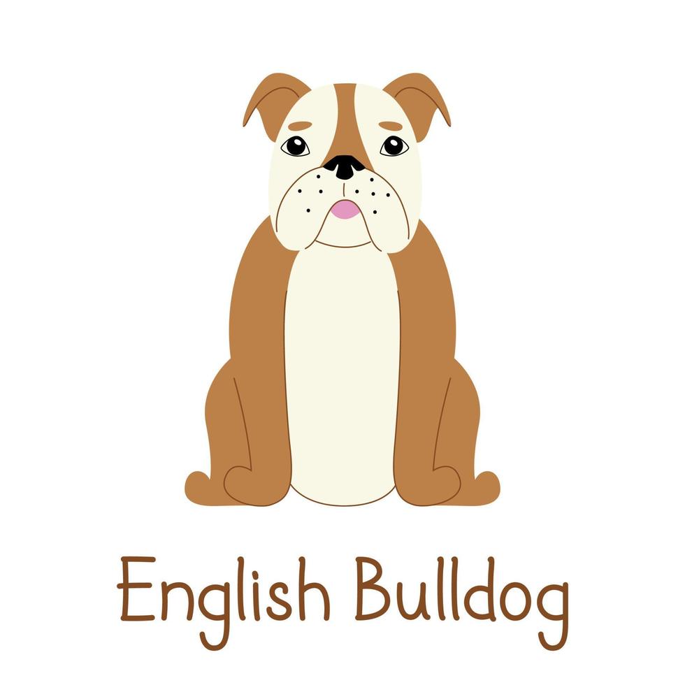 bouledogue anglais sur fond blanc. illustration de chien vecteur moderne