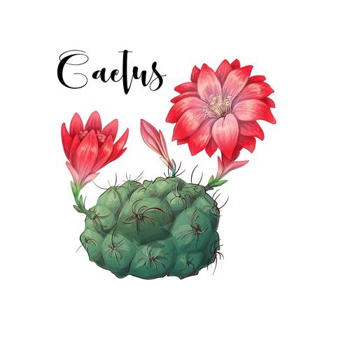 Cactus en vecteur et illustration du désert, style dessiné à la main, isolé sur fond blanc.