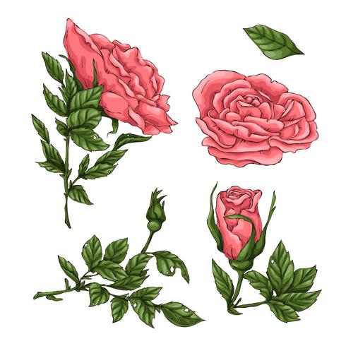 Ensemble de roses de corail. Main, dessin d&#39;illustration vectorielle vecteur