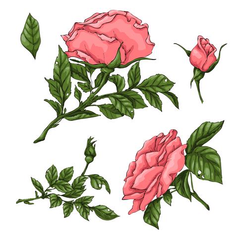 Ensemble de roses de corail. Main, dessin d&#39;illustration vectorielle vecteur