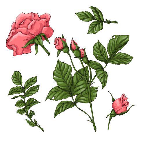 Ensemble de roses de corail. Main, dessin d&#39;illustration vectorielle vecteur