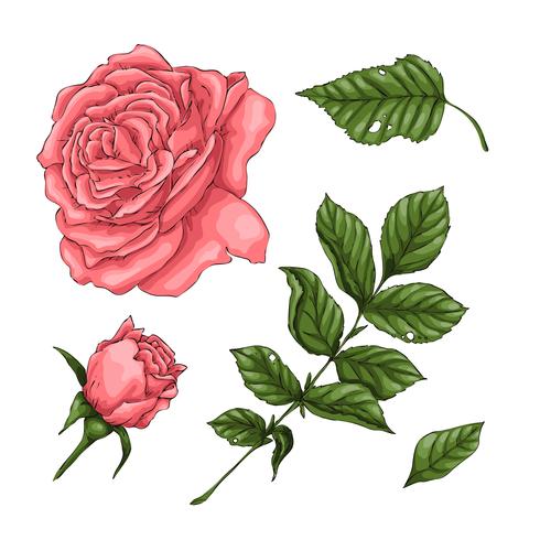 Ensemble de roses de corail. Main, dessin d&#39;illustration vectorielle vecteur
