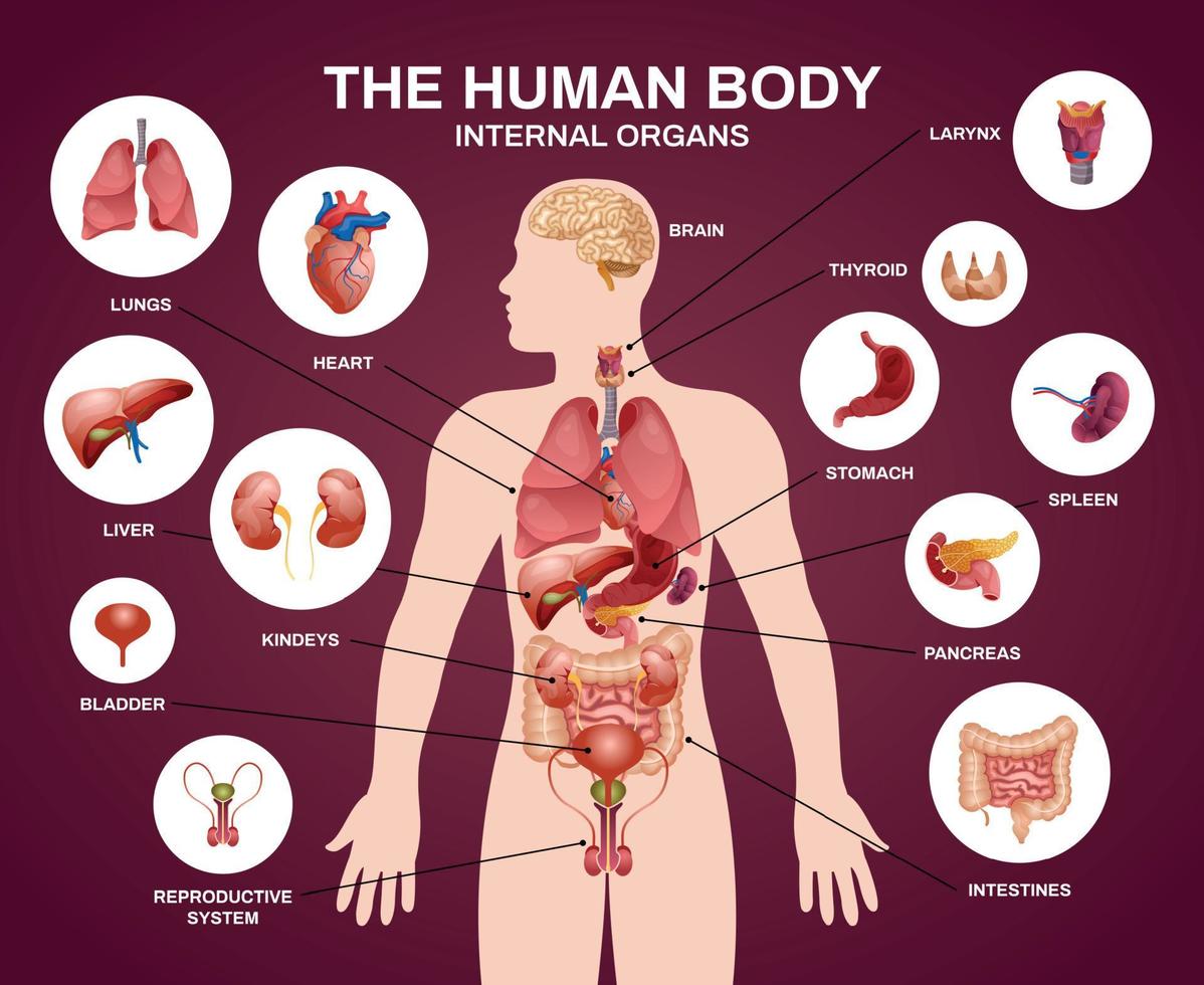 composition de la silhouette des organes humains internes vecteur