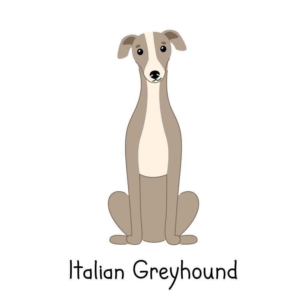 chien de race lévrier italien se trouve isolé sur fond blanc. illustration vectorielle dessinés à la main vecteur