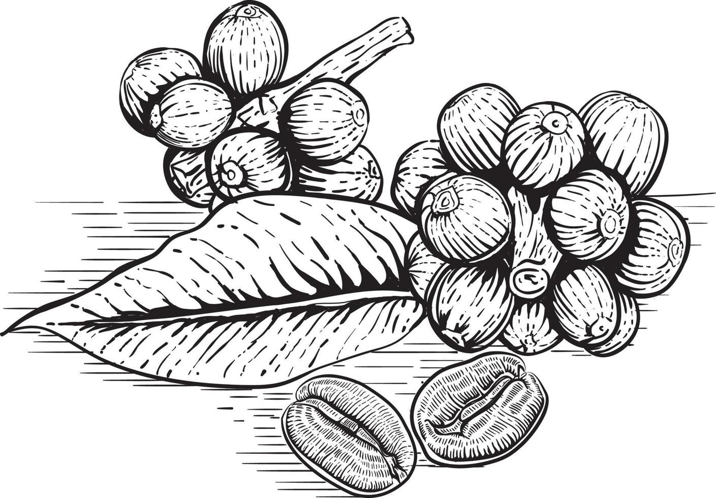 illustration de feuilles et de grains de café dans le style de gravure vecteur