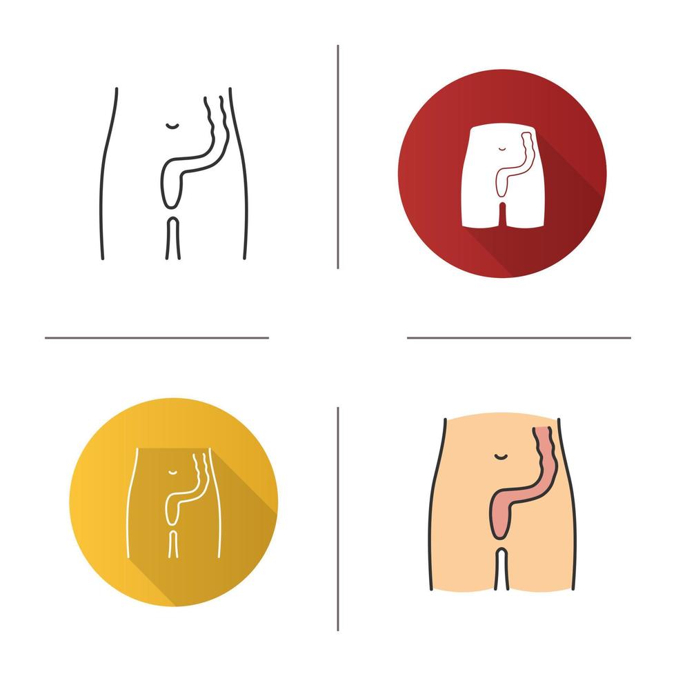 icône du rectum et de l'anus. dernier segment du gros intestin. tube digestif. design plat, styles linéaires et de couleur. illustrations vectorielles isolées vecteur