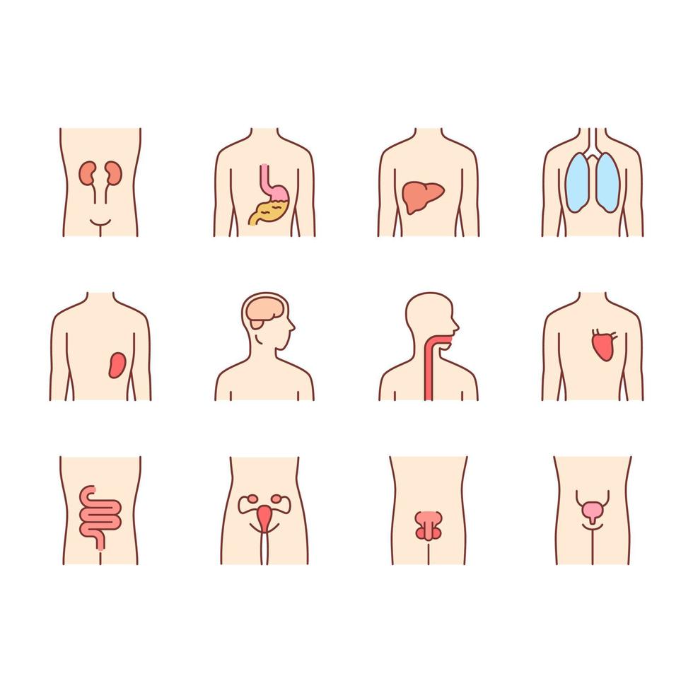 Ensemble d'icônes de couleur des organes humains sains. gorge et poumons en bonne santé. fonctionnement du cœur et de la vessie. foie sain. parties internes du corps en bon état. illustrations vectorielles isolées vecteur