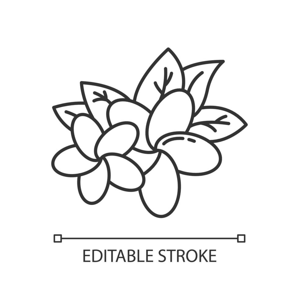 icône de lumière linéaire de plumeria. deux fleurs exotiques. flore indonésienne. plante tropicale. fleur de frangipanier. illustration de la ligne mince. symbole de contour. dessin de contour isolé de vecteur. trait modifiable vecteur