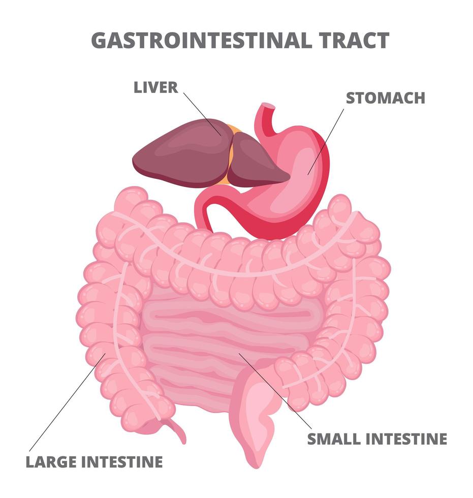 le vecteur du tractus gastro-intestinal est montré sur fond blanc.