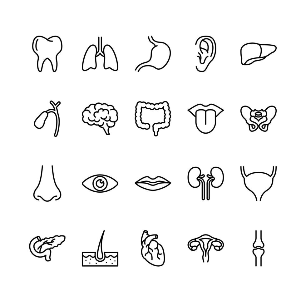 ensemble d'icônes de contour d'organes humains vecteur