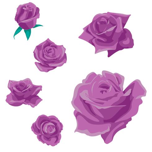 Fleurs roses, boutons et feuilles vertes. Collection de Roses Set. icône rose et symbole vecteur