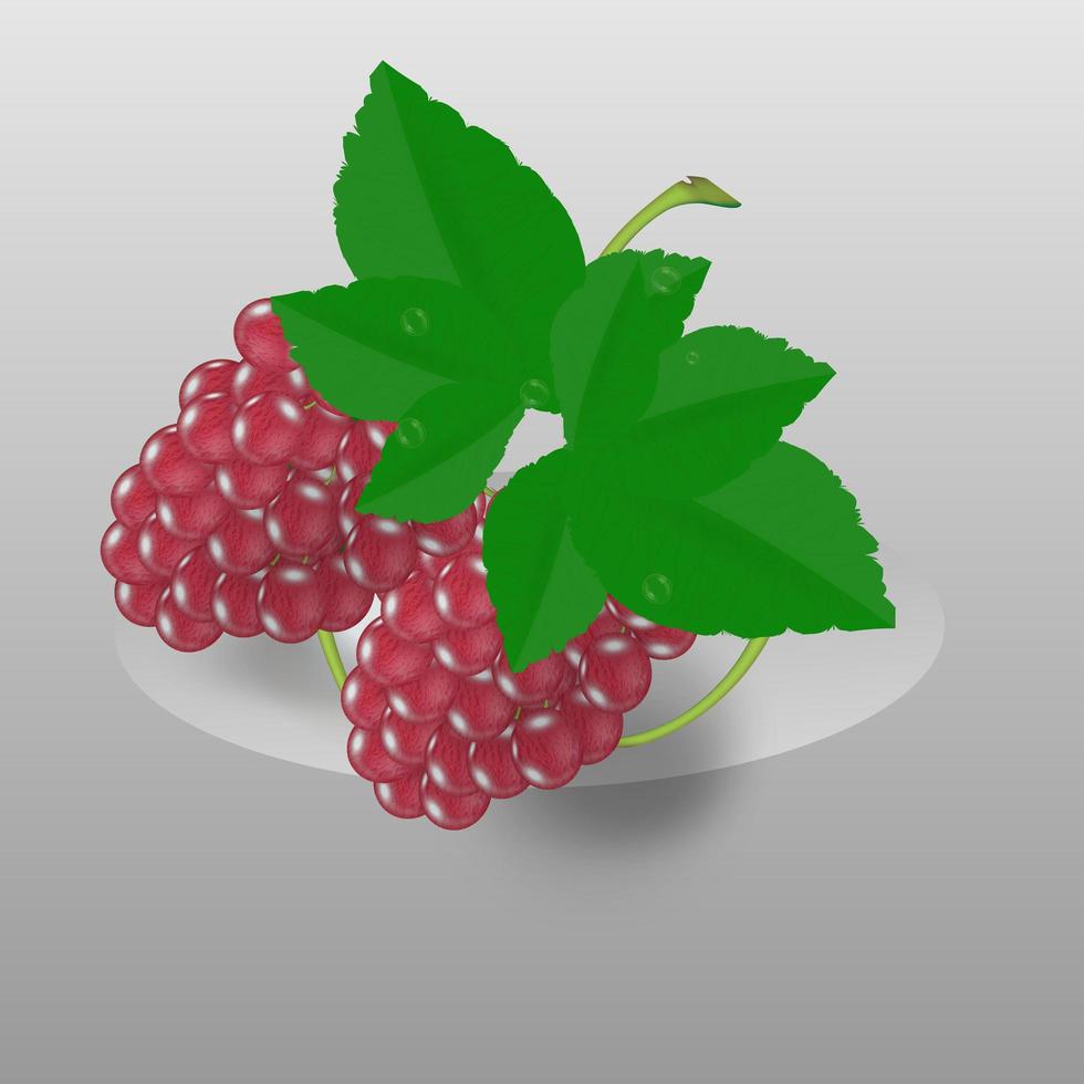 raisins de cuve, raisins rouges de table. fruit frais. Fruit réaliste 3D pour les icônes, le design, les étiquettes. vecteur