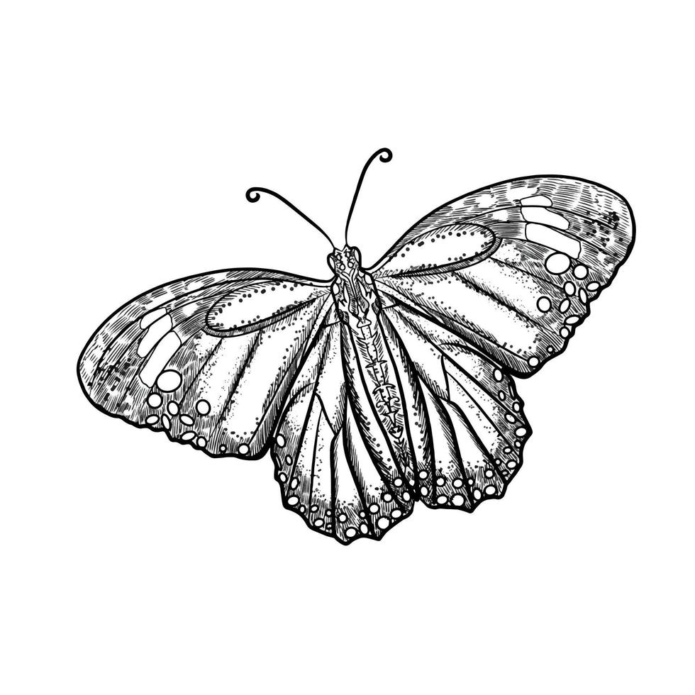 illustration de papillon dessiné à la main vecteur