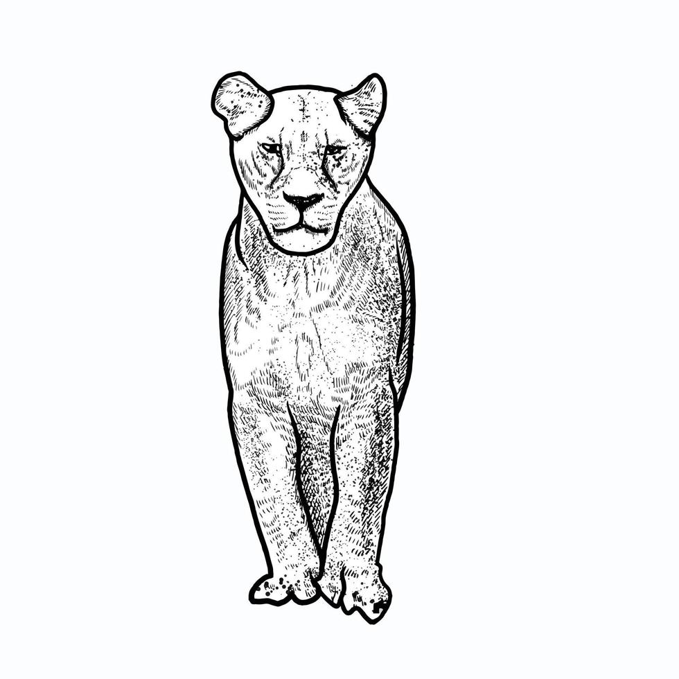 illustration du croquis de lion vecteur