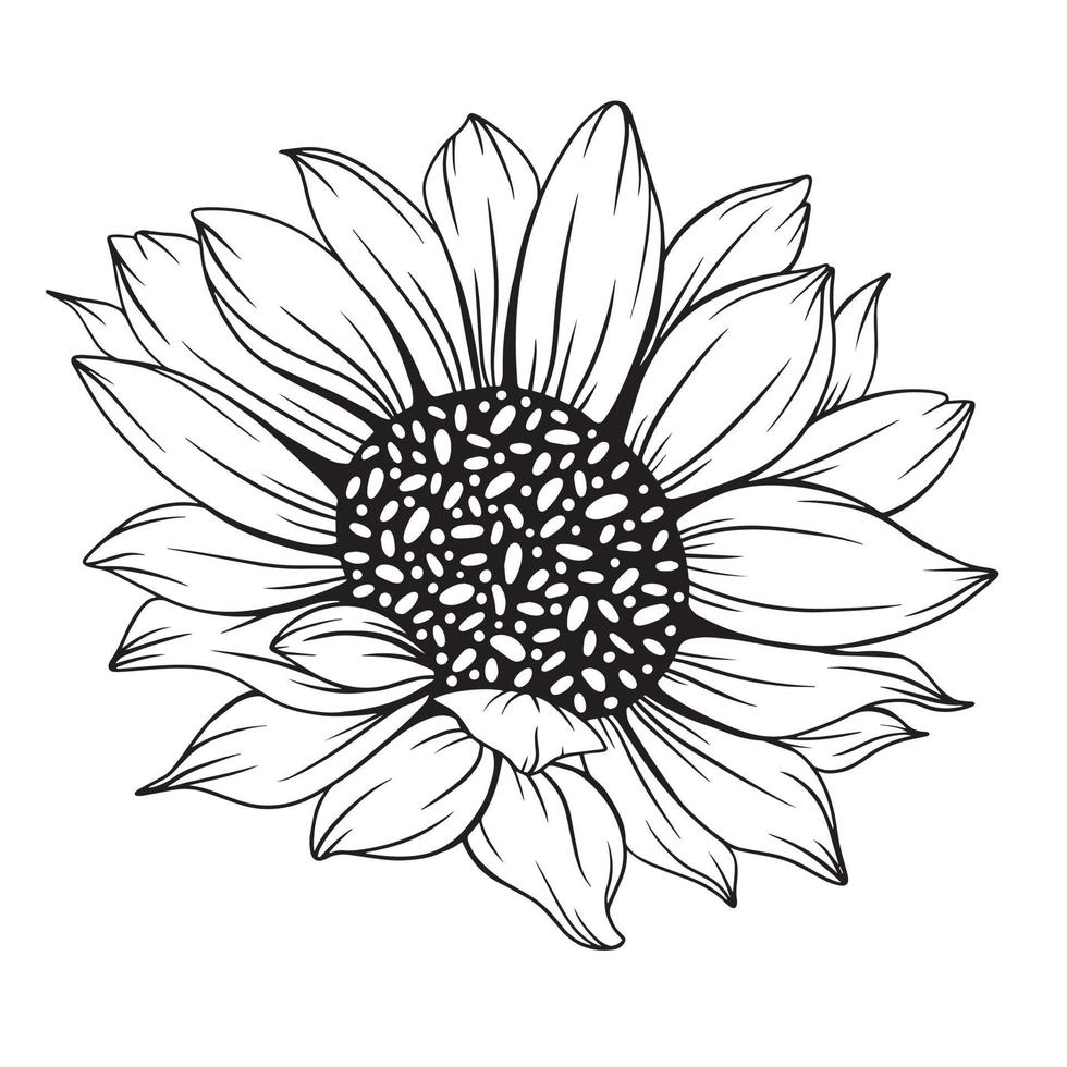 dessin au trait tournesol, dessin au trait tournesol, dessin au trait floral, contour de tournesol vecteur