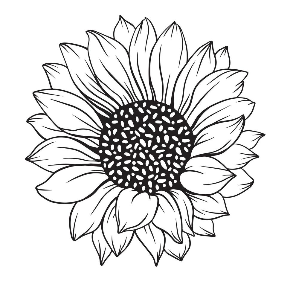 dessin au trait tournesol, dessin au trait tournesol, dessin au trait floral, contour de tournesol vecteur